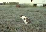 1988farm13