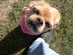 gidget2